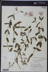 Sabatia dodecandra image