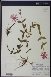 Sabatia dodecandra image