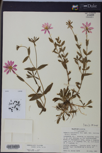 Sabatia dodecandra image