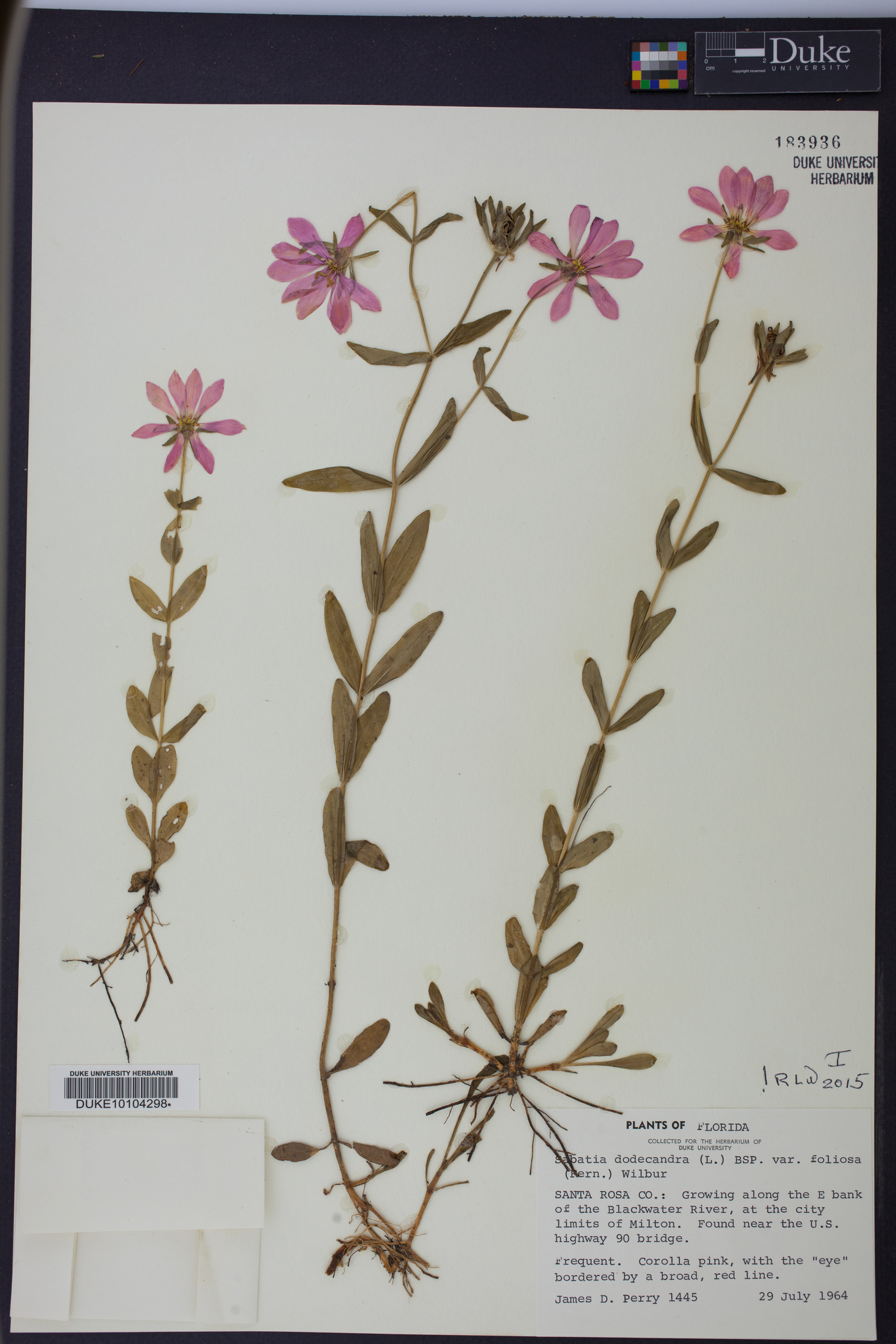 Sabatia dodecandra image