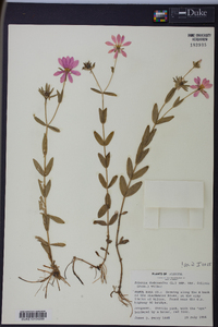 Sabatia dodecandra image