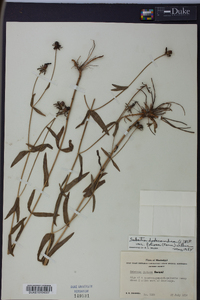 Sabatia dodecandra image