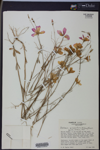 Sabatia grandiflora image