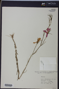 Sabatia grandiflora image