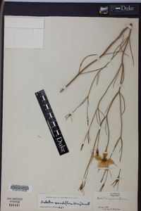 Sabatia grandiflora image