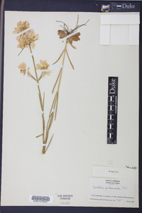 Sabatia gentianoides image