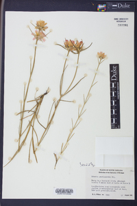 Sabatia gentianoides image