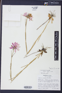 Sabatia gentianoides image