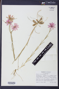 Sabatia gentianoides image