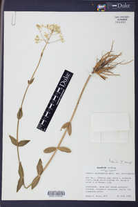 Sabatia macrophylla image