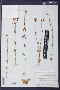Sabatia quadrangula image