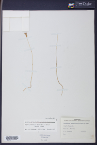 Voyria parasitica image