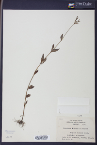 Cynoctonum mitreola image