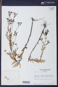 Cynoctonum mitreola image