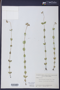 Mitreola sessilifolia image