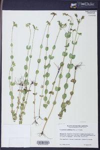 Mitreola sessilifolia image