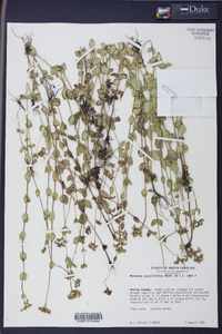 Mitreola sessilifolia image