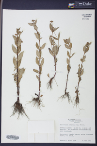 Mitreola petiolata image