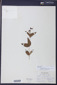 Spigelia marilandica image