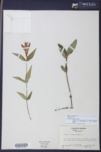 Spigelia marilandica image