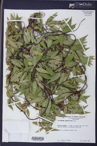 Gelsemium sempervirens image