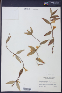 Gelsemium sempervirens image