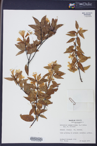 Gelsemium sempervirens image