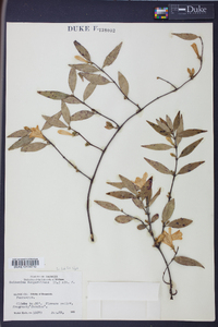 Gelsemium sempervirens image