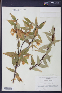 Gelsemium sempervirens image