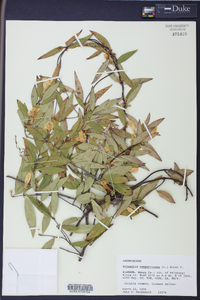 Gelsemium sempervirens image