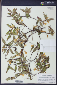 Gelsemium sempervirens image