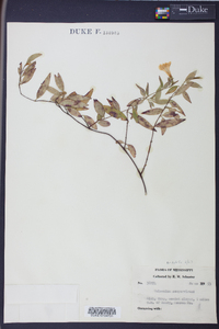 Gelsemium sempervirens image