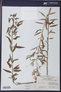 Amsonia tabernaemontana image