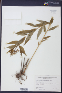 Amsonia tabernaemontana image