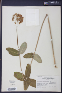 Asclepias amplexicaulis image