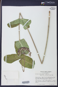 Asclepias amplexicaulis image