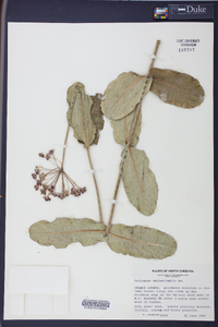 Asclepias amplexicaulis image