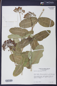 Asclepias amplexicaulis image