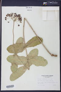 Asclepias amplexicaulis image