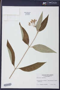 Asclepias exaltata image