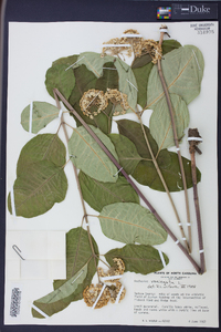 Asclepias variegata image