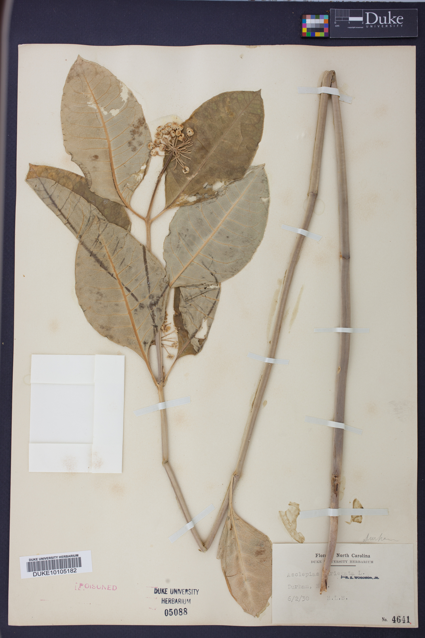 Asclepias variegata image
