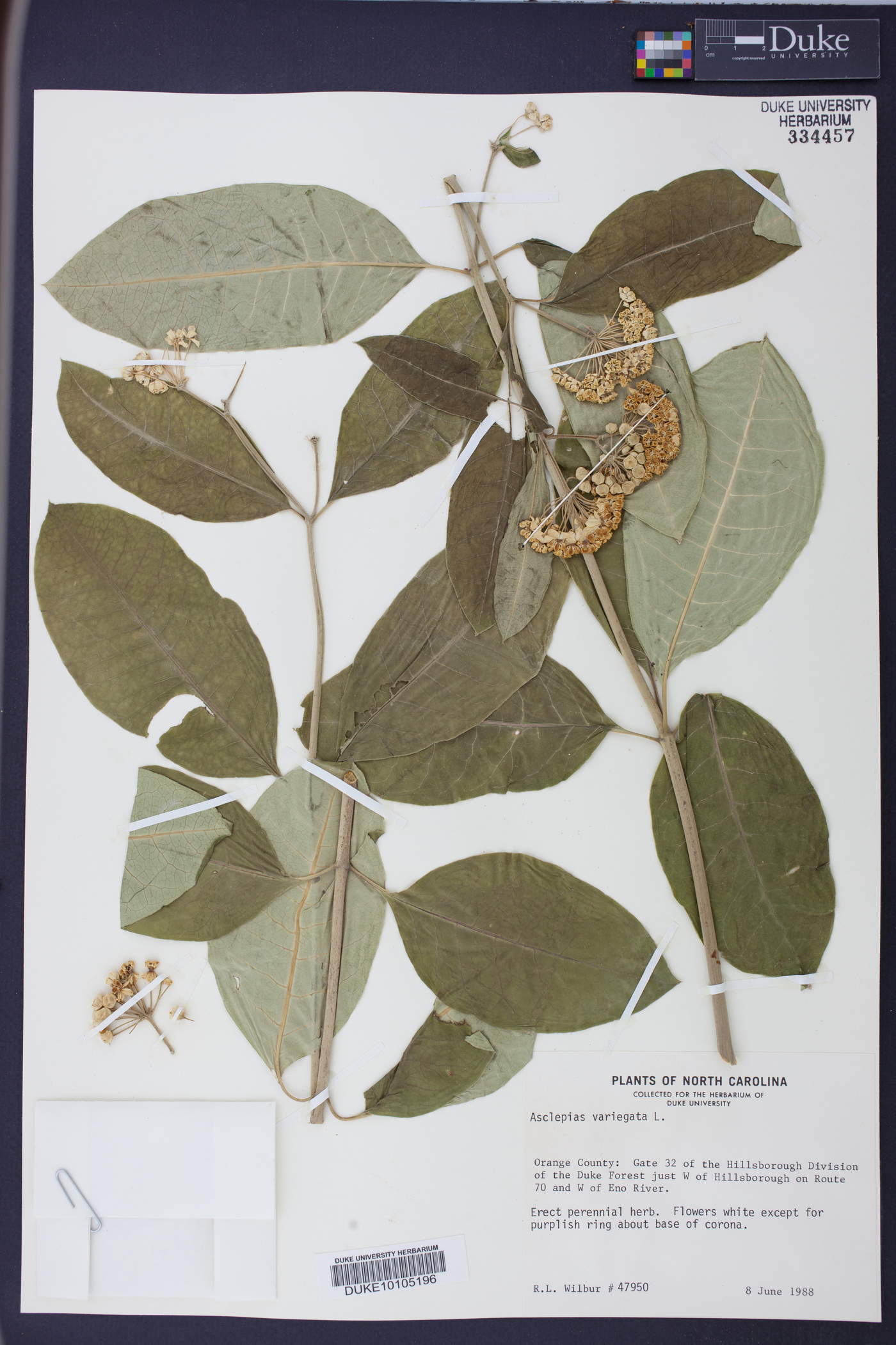 Asclepias variegata image