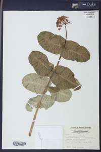 Asclepias amplexicaulis image