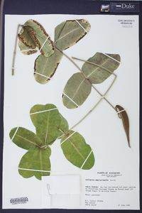 Asclepias amplexicaulis image