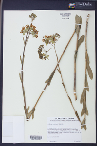 Asclepias connivens image