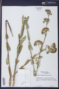 Asclepias connivens image