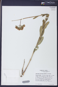 Asclepias connivens image