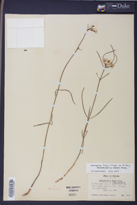 Asclepias feayi image