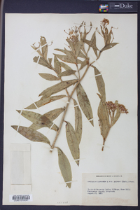 Asclepias incarnata var. pulchra image